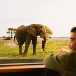 Elefant im Tarangire