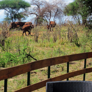 Elephants of Tarangire