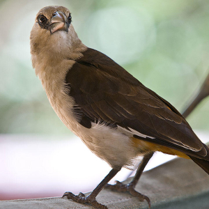 Tarangire Sopa Lodge vogel