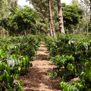 Ngorongoro Farm House Karatu_7