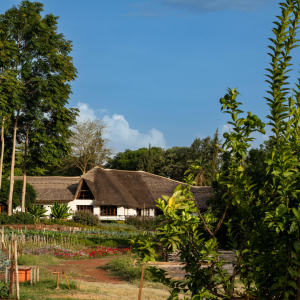 Ngorongoro Farm House Gemüse