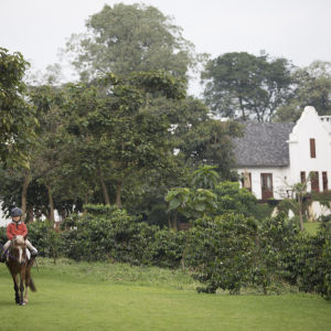 Pferdeausritt im Garten