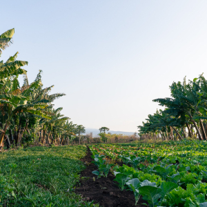 Farm