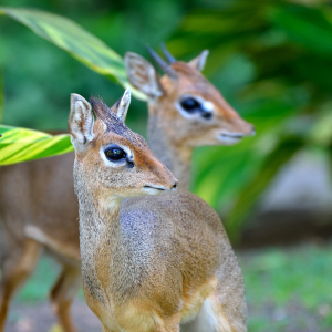 Dik Diks