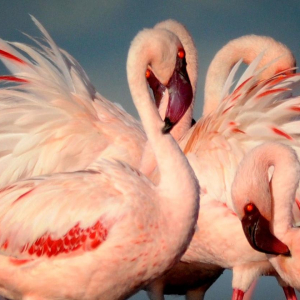 Flamingos
