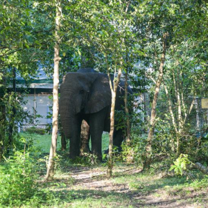 Elefant in der nähe des Camps
