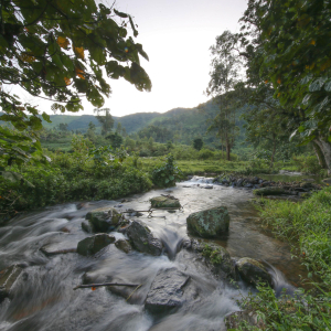 Fluss Mahagany Springs