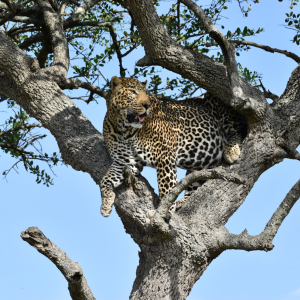 Mara Leopard