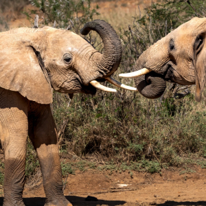 Elefanten Samburu