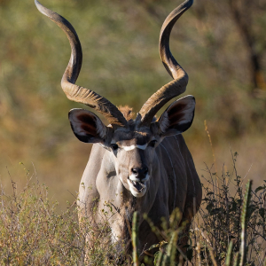 Kudu