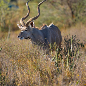 Kudu