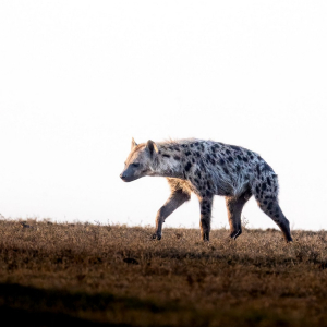 Hyäne