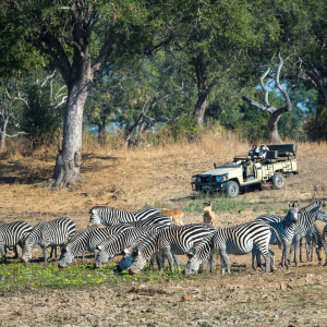 Zebras und Antilopen