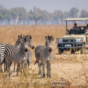 Zebras auf Pirschfahrt