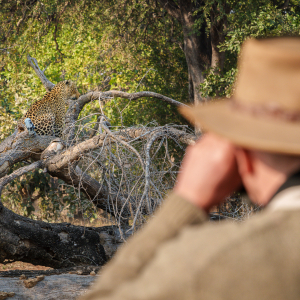 Leoparden Beobachtung