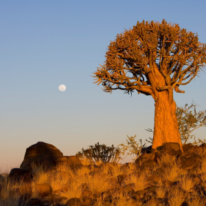 harscher_namibia_202623