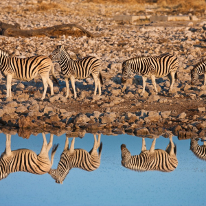 harscher_namibia_202627