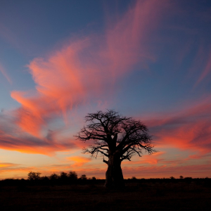 harscher_namibia_202628