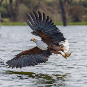 Greifvogel
