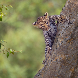 Leopardenjunge