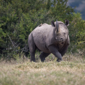 Nashorn