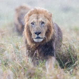 Löwe im Regen