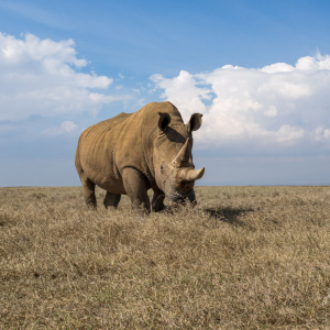 Nashorn