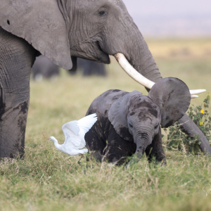 Elefant