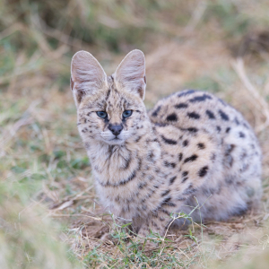Serval