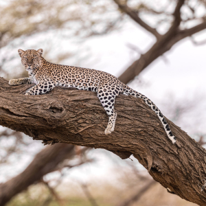 Leopard