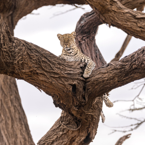Leopard