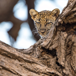 Leopard