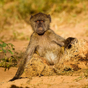 Baboon