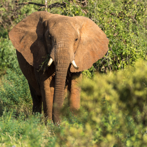 Elefant