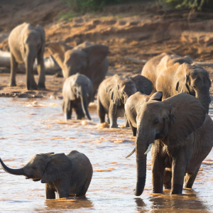 Samburu Elefanten