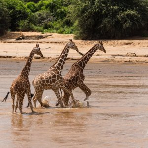 Giraffen Samburu