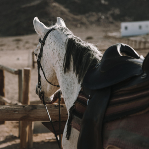 Pferd
