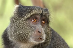 Baboon
