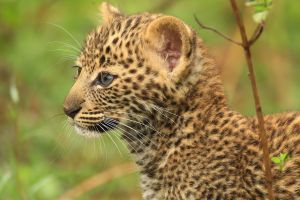 Leopardenjunge