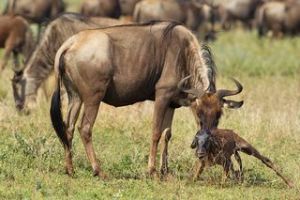 Gnus im Ndutu