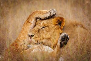 Löwen in der Serengeti