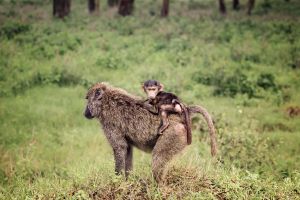 Baboons
