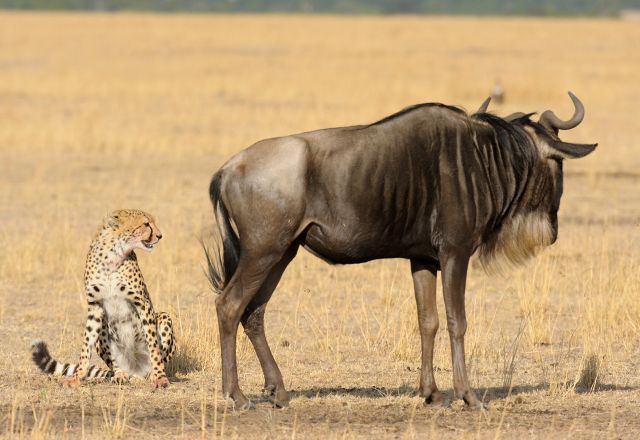 Best of Kenia und Tansania