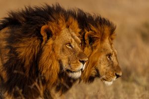 Löwen in der Masai Mara