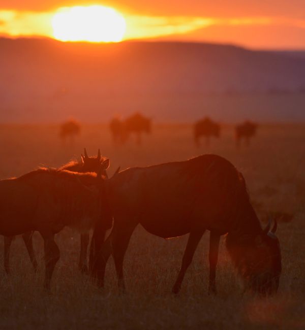 Fotosafari zum Kalben der Gnus in Tansania