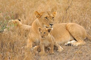 Löwen Masai Mara