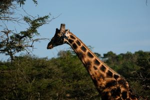 Giraffe