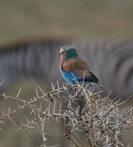 Mkomazi Nationalpark