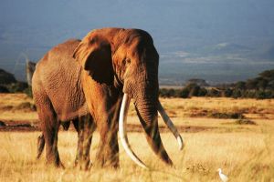 Masai Mara Elefant