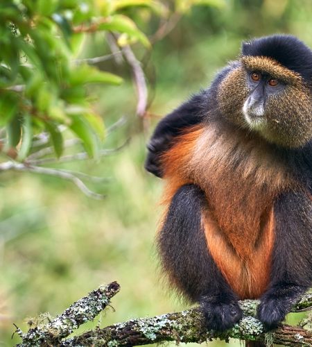 Goldmeerkatze am Mount Gahinga